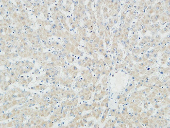 Myogenin rabbit pAb Antibody