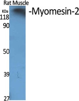 Myomesin-2 rabbit pAb Antibody