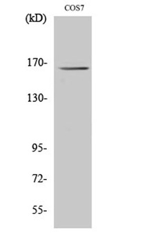 Myomesin-2 rabbit pAb Antibody