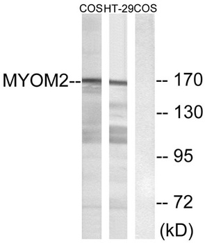 Myomesin-2 rabbit pAb Antibody