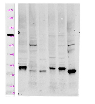 Myp rabbit pAb Antibody