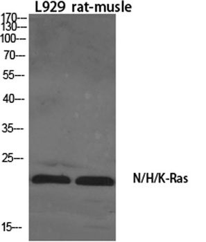 N/H/K-Ras rabbit pAb