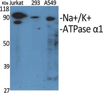 Na+/K+-ATPase α1 rabbit pAb Antibody
