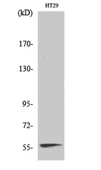 NAB2 rabbit pAb Antibody