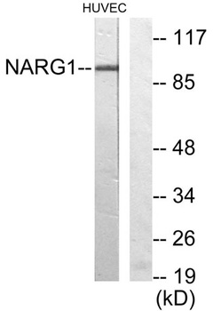 NARG1 rabbit pAb Antibody