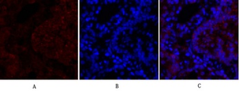 N-cadherin rabbit pAb Antibody