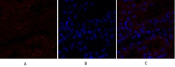N-cadherin rabbit pAb Antibody