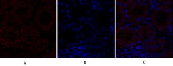N-cadherin rabbit pAb Antibody