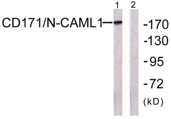 NCAM-L1 rabbit pAb Antibody