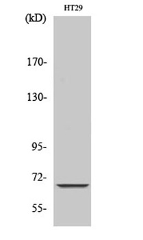 ND5 rabbit pAb Antibody