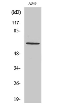 Nectin 3 rabbit pAb Antibody