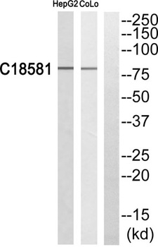 Nek5 rabbit pAb Antibody