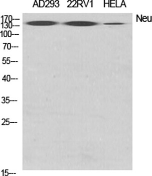 Neu rabbit pAb Antibody