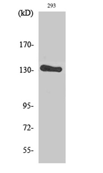 Neu rabbit pAb Antibody