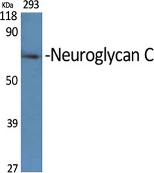 Neuroglycan C rabbit pAb Antibody