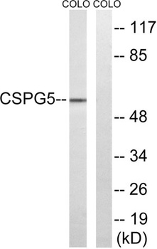 Neuroglycan C rabbit pAb Antibody