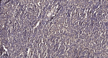 Neuroglycan C rabbit pAb Antibody