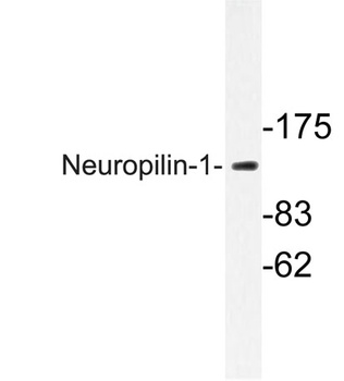 Neuropilin-1 rabbit pAb Antibody