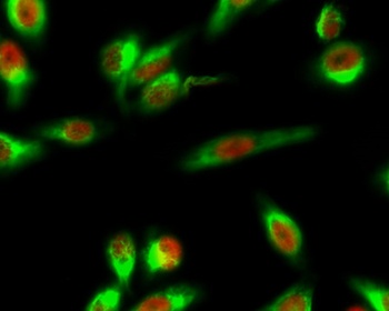 NF-YA rabbit pAb Antibody