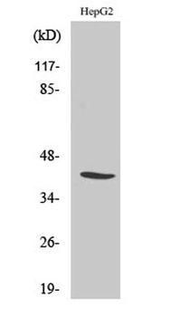 NF-YA rabbit pAb Antibody