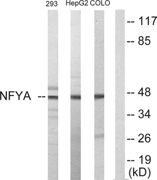 NF-YA rabbit pAb Antibody