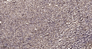 NF-YA rabbit pAb Antibody