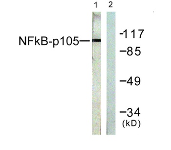 NFκB-p105 rabbit pAb Antibody