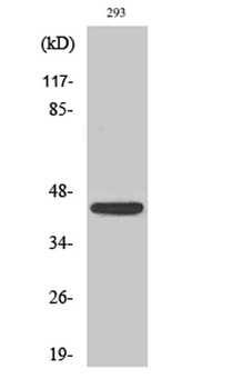 NKp46 rabbit pAb Antibody