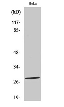 Nkx-2.6 rabbit pAb Antibody