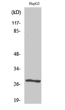 NPDC-1 rabbit pAb Antibody