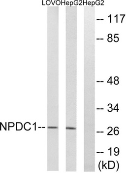 NPDC-1 rabbit pAb Antibody