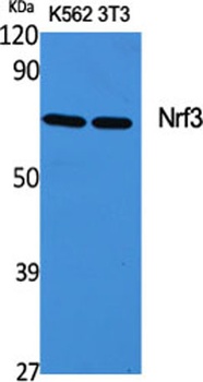 Nrf3 rabbit pAb Antibody