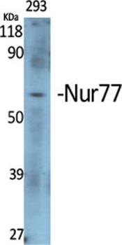 Nur77 rabbit pAb Antibody