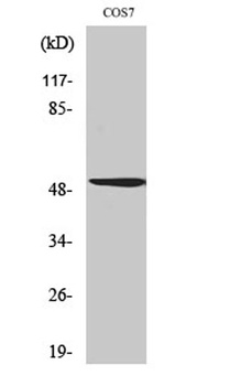 Oct-2 rabbit pAb Antibody
