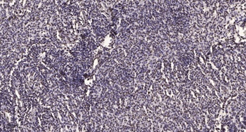 Oct-2 rabbit pAb Antibody