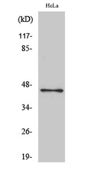 Oct-3/4 rabbit pAb Antibody