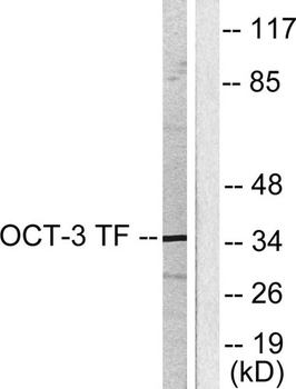 Oct-3/4 rabbit pAb Antibody
