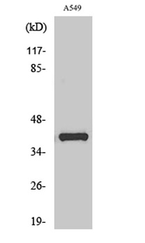 Oct-6 rabbit pAb Antibody