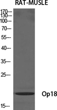 Op18 rabbit pAb Antibody