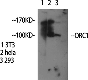 ORC1 rabbit pAb Antibody