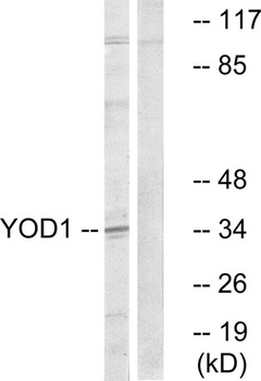 OTUD2 rabbit pAb Antibody