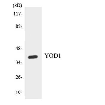 OTUD2 rabbit pAb Antibody