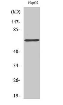 p68 RNA Helicase rabbit pAb Antibody