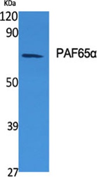 PAF65α rabbit pAb Antibody