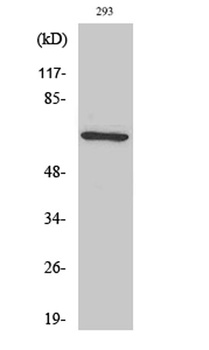 PAF65α rabbit pAb Antibody
