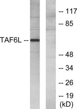 PAF65α rabbit pAb Antibody