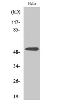 Parkin rabbit pAb Antibody