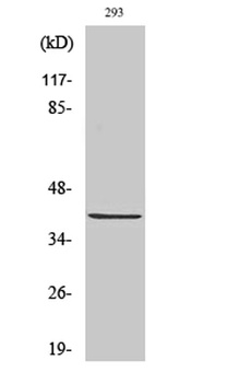 Pax-5 rabbit pAb Antibody