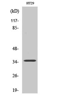Pax-9 rabbit pAb Antibody