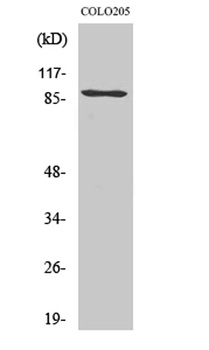PCAF rabbit pAb Antibody